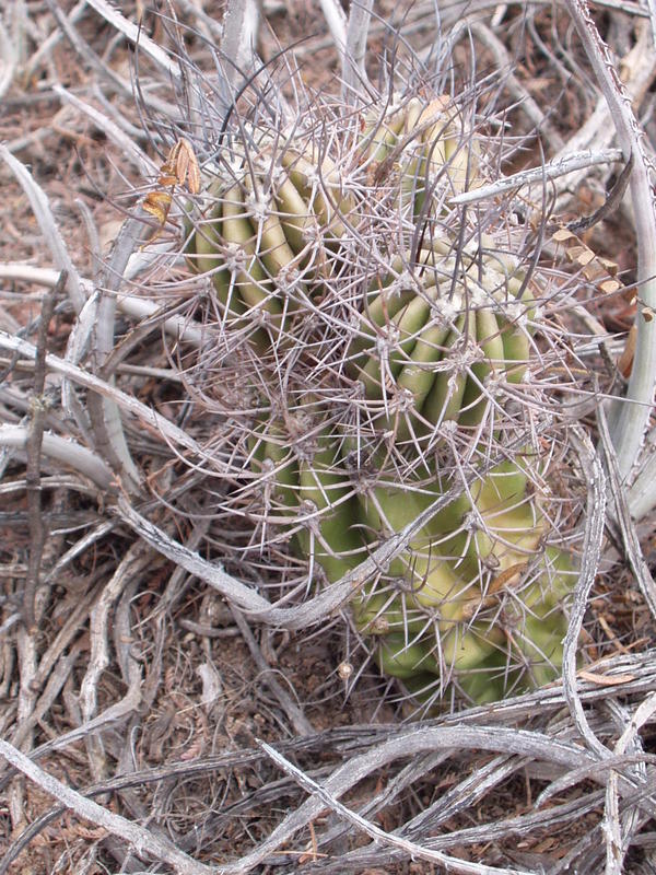 Lobivia aurea v. fallax.jpg